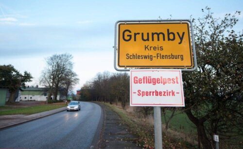 wirus H5N8, drób, Niemcy, ptasia grypa, zagrożenie dla drobiu