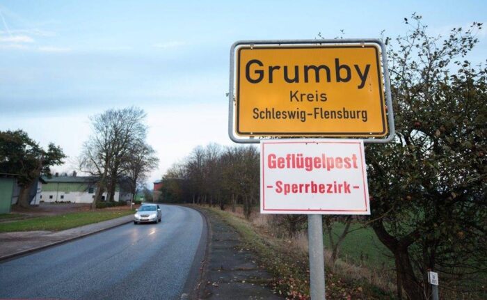 wirus H5N8, drób, Niemcy, ptasia grypa, zagrożenie dla drobiu