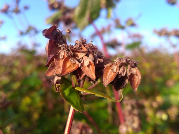 gryka, październik, Ruszkowo