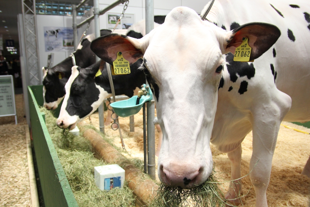 EuroTier, bydło, trzoda chlewna, targi hodowlane