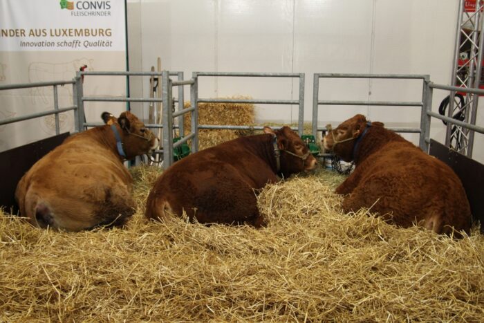 EuroTier, bydło, trzoda chlewna, targi hodowlane