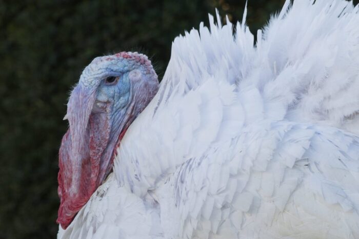 indyk, hodowla indyka, ameryka południowa, kolumbia, Heather Lapham, University of North Carolina