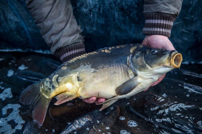 zator, karp, małopolska, Jerzy Adamek, Rybacki Zakład Doświadczalny, hodowla karpia