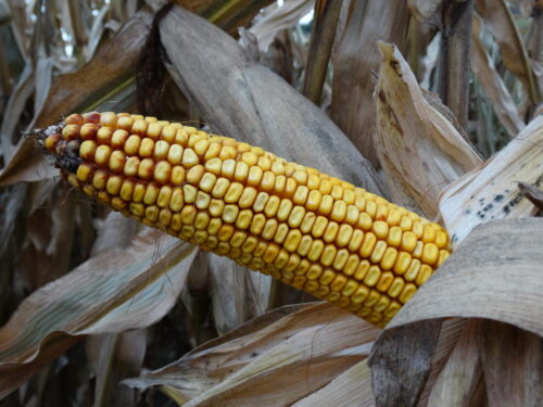 kolba, kukurydza