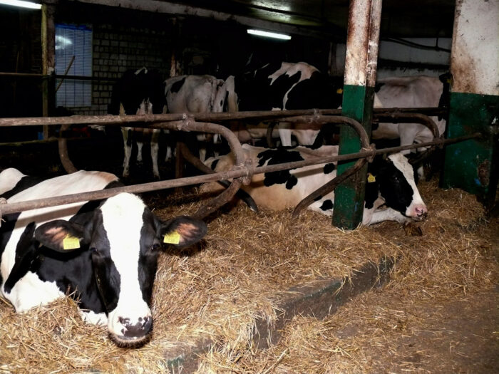 bydło karoten płodność rozród