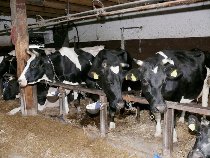 Choroby krów pryszczyca