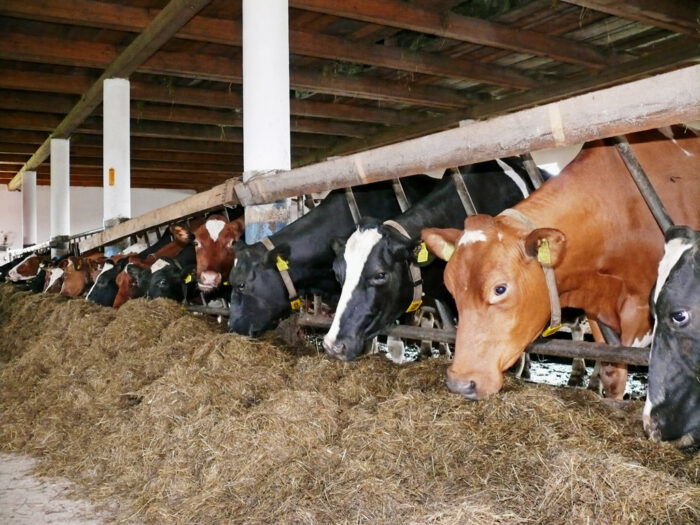 żwacz włókno trawienie