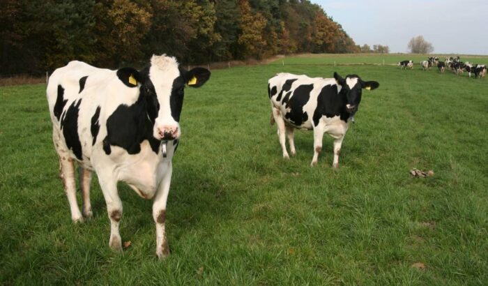 pasze gmo, sektor mleczarski, mleko, krowy, bydło, spomlek, pasze wollne od gmo