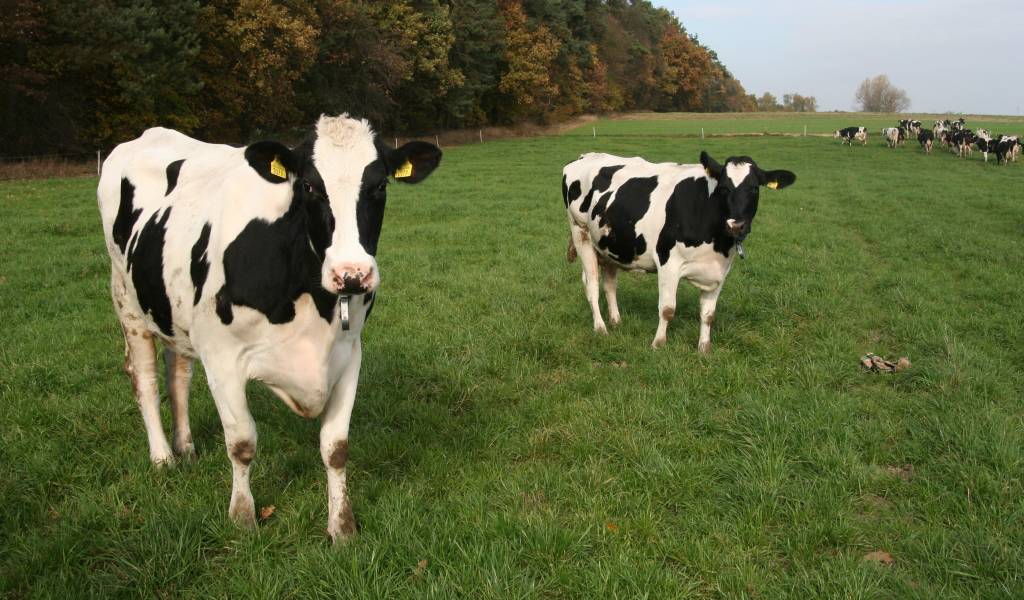 pasze gmo, sektor mleczarski, mleko, krowy, bydło, spomlek, pasze wollne od gmo