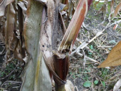 kukurydza, omacnica prosowianka