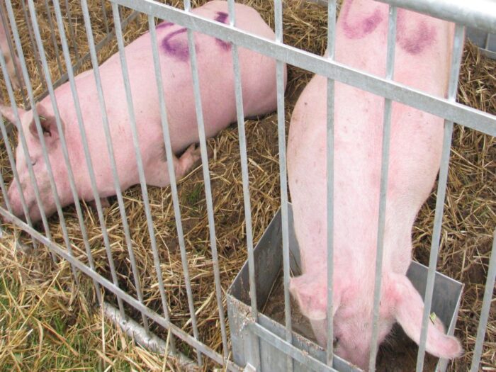 mączki mięsno-kostne w paszach, pasze, trzoda chlewna, drób