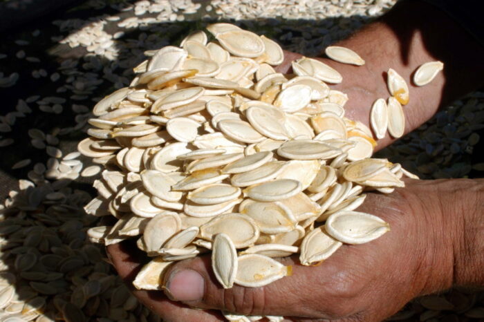 nasiona, nasiennictwo, krajowy rejestr odmian nasion, rząd, materiał siewny