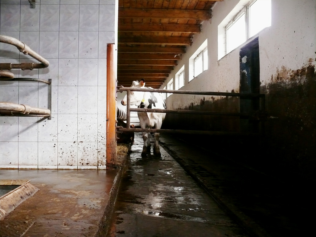 paratuberkuloza objawy bydło