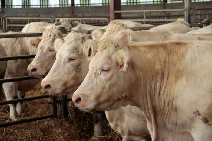 bydło opasowe, mięsne opłacalność,