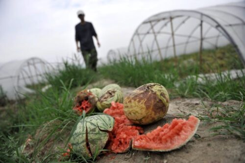 owoce, warzywa, wyrzucanie żywności, żywność, spółdzielnia brzydki owoc