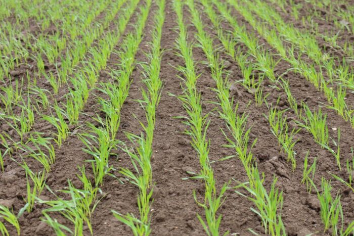 pszenica, zbiory pszenicy, produkcja pszenicy, zboża