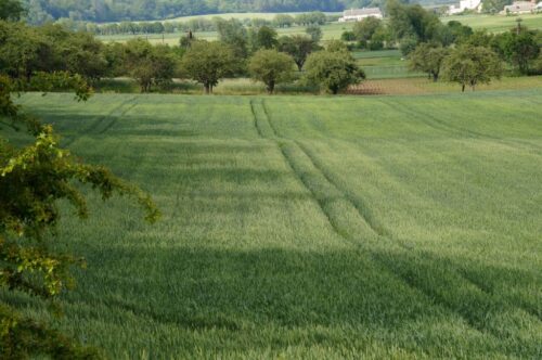 euronext w paryżu, cbot w chicago, notowania pszenicy, notowania kukurydzy