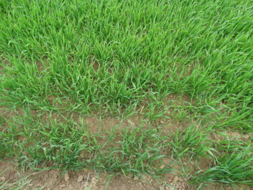 pszenica ozima, Sahryń