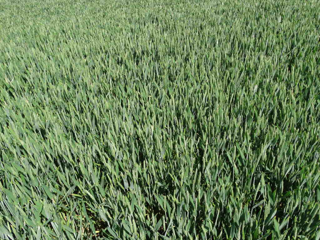 pszenica, zbiory pszenicy, areał upraw, zapasy pszenicy, rynek zbóż, ceny pszenicy