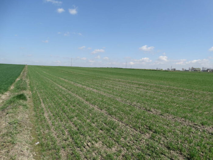 pszenica ozima, Sahryń