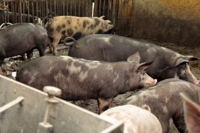 wsparcie sektora rolnego i leśnego, dofinansowanie na zakup zwierząt hodowlanych, wsparcie rolników,