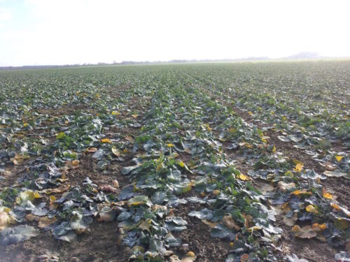 rzepak, plantacja, gleby minutowe