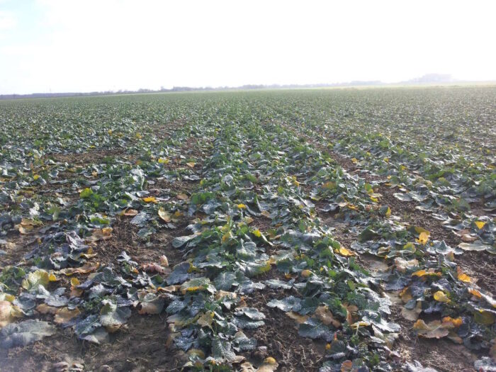 rzepak, plantacja, gleby minutowe