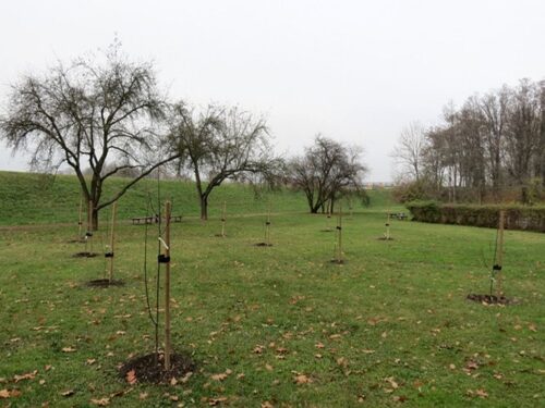 sady, sady tradycyjne, opolszczyzna, jabłonie, czereśnie, grusze