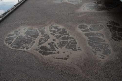 ścieki, paliwo, olej napędowy, biopaliwo, usa, Pacific Northwest National Laboratory