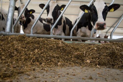 ceta, mleko, bydło mleczne, sery