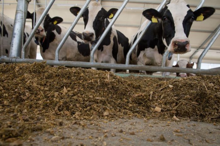 ceta, mleko, bydło mleczne, sery