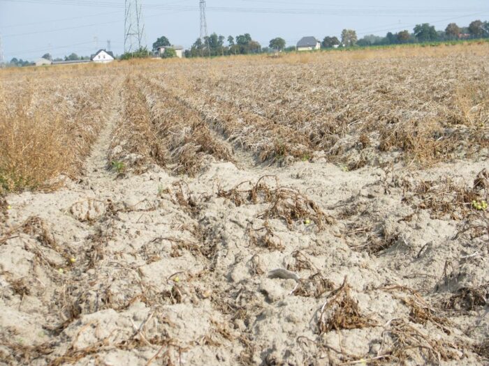 ubezpieczenia rolników, straty w uprawach, susza, pomorze i kujawy, klęski żywiołowe