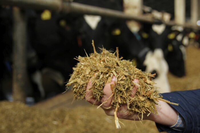 mleko, cena mleka,  producenci mleka, mleczarnie