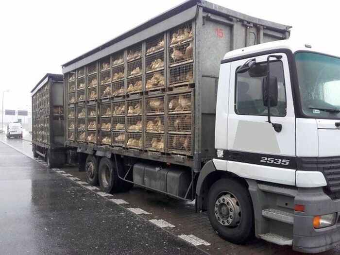 przewóz zwierząt, zwierzęta, transport, Wojewódzki Inspektorat Transportu Drogowego, inspekcja weterynaryjna