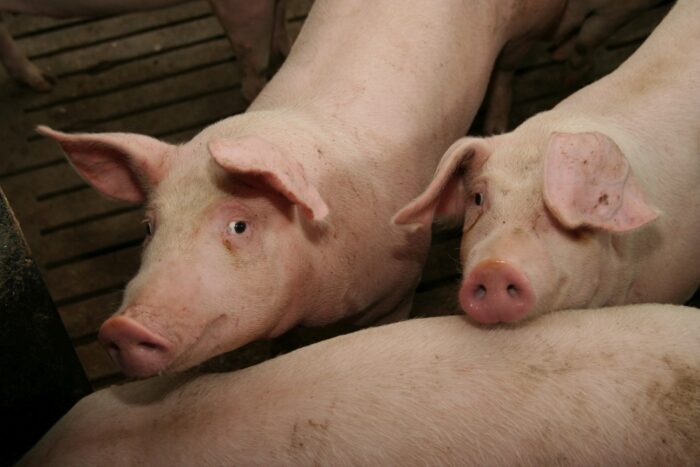 Francja, tuczniki, cena skupu, Komisja Europejska