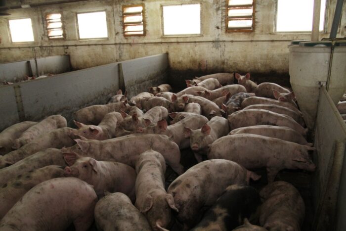 tuczniki, ceny skupu, eksport wieprzowiny, trzoda chlewna