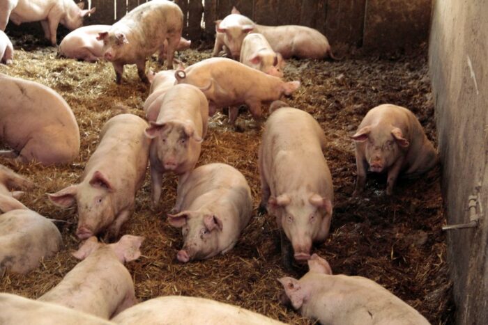 pogłowie świń, USA, USDA