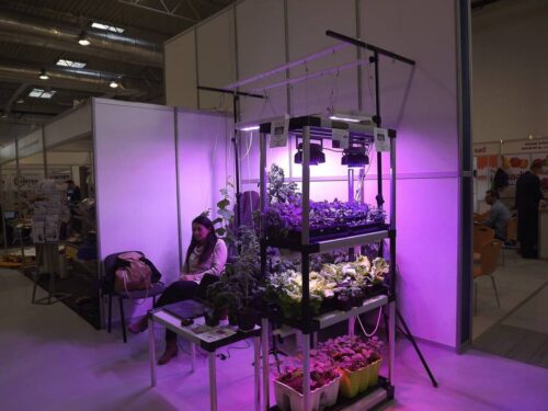 Targi Sadowniczo-Warzywnicze VegeFruit Expo, Lublin, targi, sadownictwo