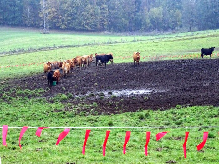 wilk, ataki wilków, zwierzęta hodowlane, warmia i mazury, fladry