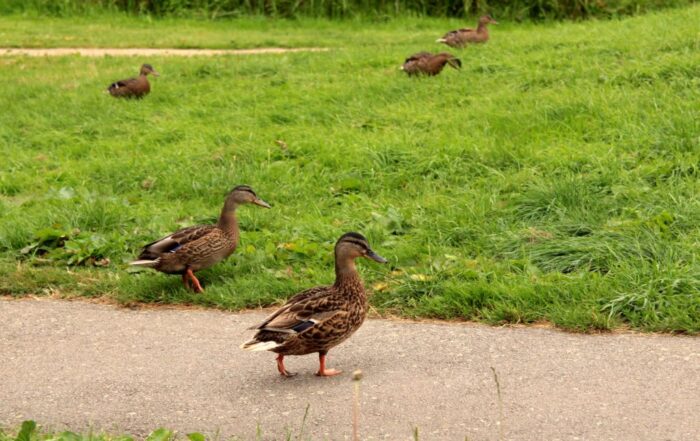 ptasia grypa, wirus H5N8, GIW