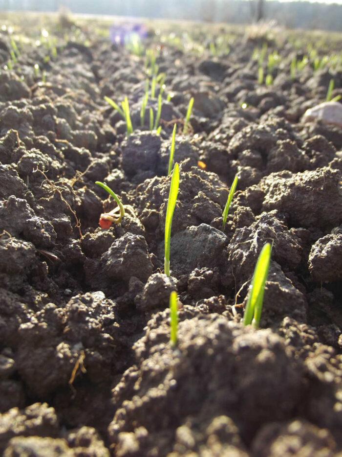 pszenica ozima, wschody