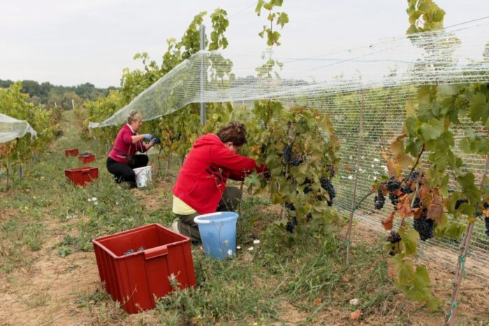 zaborze, winogrona, winobranie, produkcja wina, lubuskie