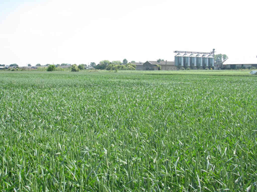 euronext w paryżu, cbot w chicago, notowania pszenicy, notowania kukurydzy