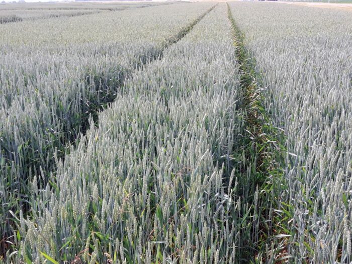 izp, eksport zbóż, handel zbożami, pszenica