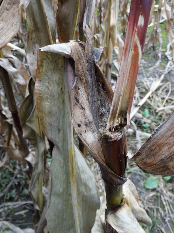 kukurydza, omacnica prosowianka