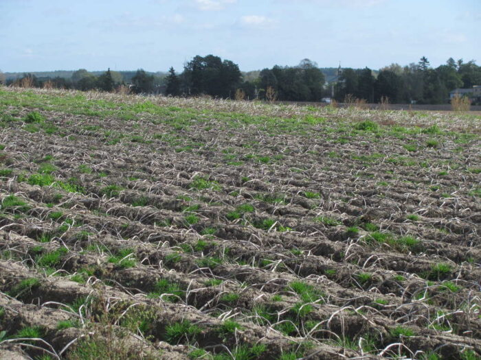 ziemniaki, plantacja