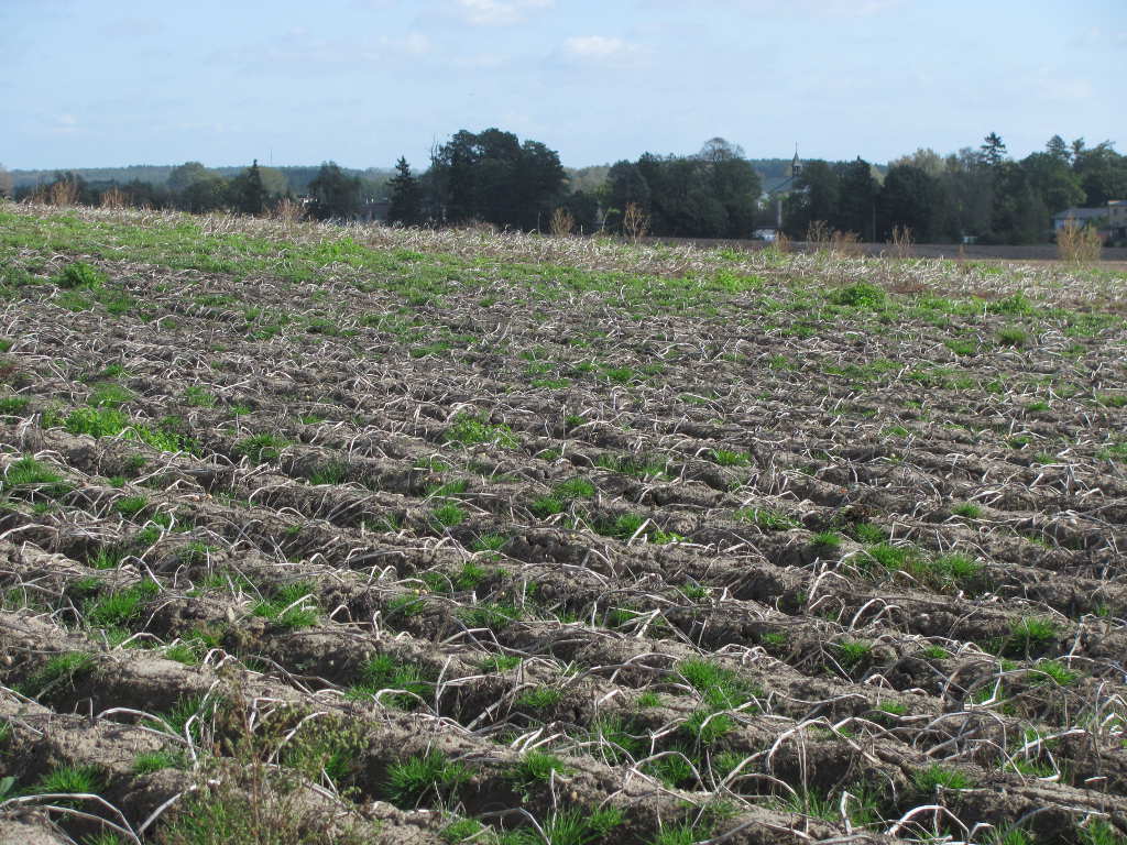 ziemniaki, plantacja