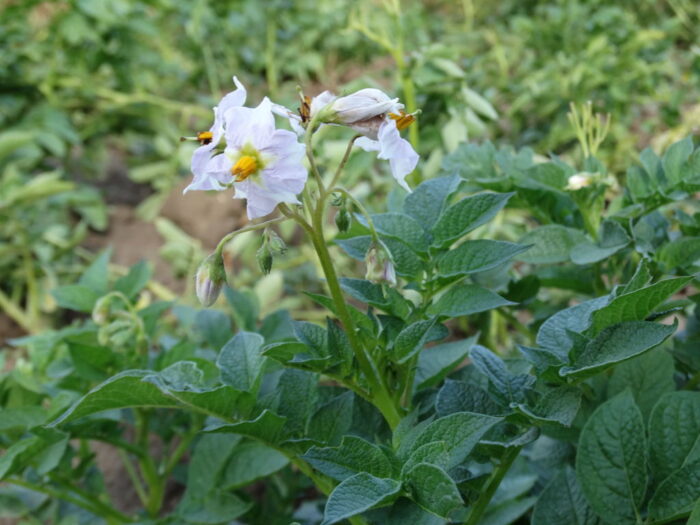 ziemniak, kwitnienie