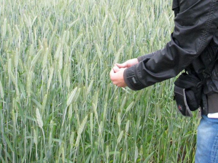 wielkopolska izba rolnicza, wir, wystąpienie, susza, szacowanie, szkody, straty, aplikacja suszowa, komisje klęskowe