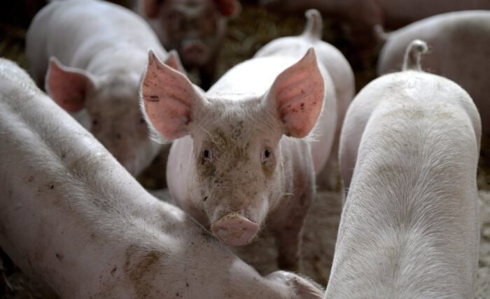 asf,  program bioasekuracji, świnie, trzoda chlewna, hodowla świń